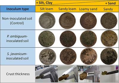 Cyanobacteria Inoculation Improves Soil Stability and Fertility on Different Textured Soils: Gaining Insights for Applicability in Soil Restoration